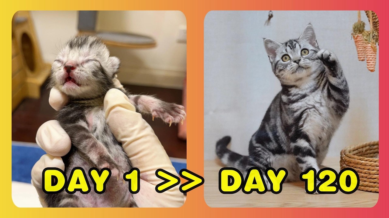 【小猫成长记】第225只，银虎斑♀