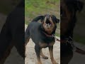 İskender'in Köpek Korkusu😂- Deha #shorts