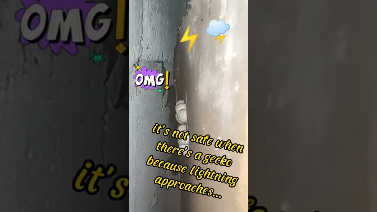 tuko or gecko again in the back of our cabinet "a big tuko w/2 babies and eggs!...🦎😲