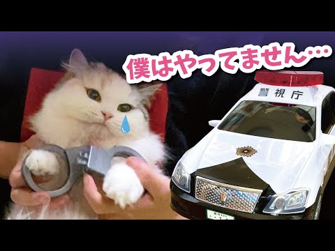 【事件発生】凶悪犯罪猫を逮捕しました【おしゃべりする猫】