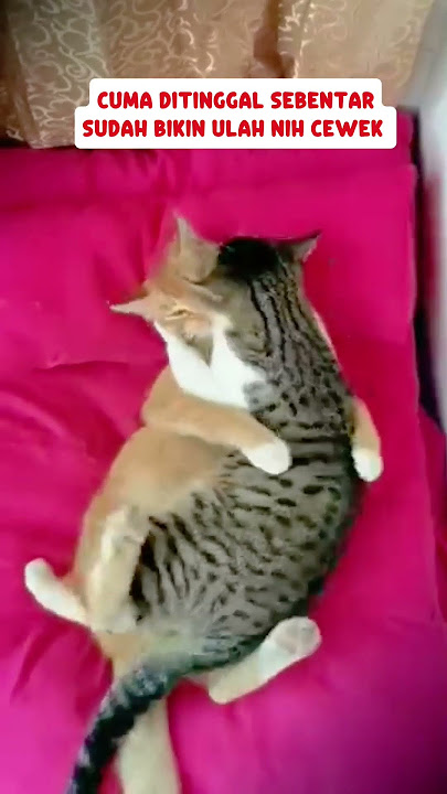 Detik-detik Suami mergokin pasangannya sedang selingkuh #cat #cats #catlover #kucingku #funny