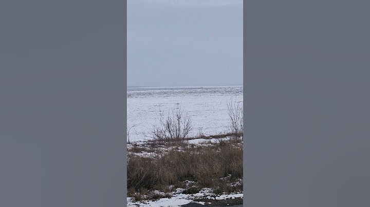 Вторгнення диких качок на поля, напевно, переплутали річку з полем!😂🦆#Качки#Поле #Природа#Птахи#Село