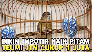 Download Lagu BIAR PADA PUNYA WAMBI MINI JTN ( TEUMI ) HARGA DARI 1 JUTA MULUS DI PASAR BURUNG PRAMUKA MP3 Download Lagu BIAR PADA PUNYA WAMBI MINI JTN ( TEUMI ) HARGA DARI 1 JUTA MULUS DI PASAR BURUNG PRAMUKA MP3
