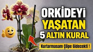 Orkideyi Yaşatan 5 Altın Kural Kurtarmasam Çöpe Gidecekti 🌸