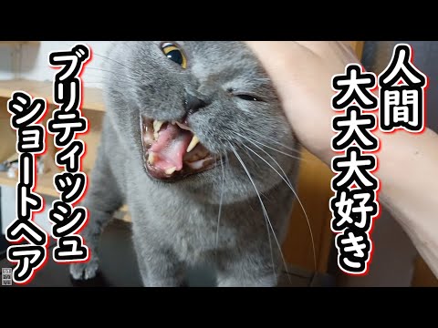 【保護猫】人間大好きな人懐っこいブリティッシュショートヘア【ねこのいる暮らし】