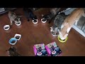 多頭崩壊から救出された猫たちの近況、ご支援いただいた物の紹介とお礼です。大切な頂き物をボロボロにされて嬉しくなった事はありますか？ほしい物リストは説明欄にあります。#67