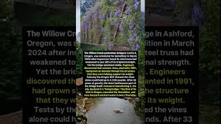 How Vines Saved a Bridge