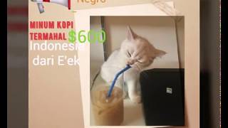 Komentar orang negro minum kopi $600 termahal indonesia dari e'ek