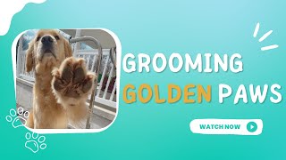 How to Trim Golden Retrievers Paws  Grooming Dog Paws