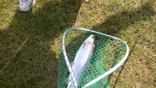 18 inches rainbow trout caught in Eaglewatch Lake , CO