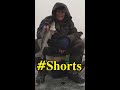 Зимний Судак как Сорная Рыба ▶ Fishing 2023  #Shorts