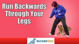 Dog Tricks: Teach Your Dog To Walk Backwards Through Your Legs