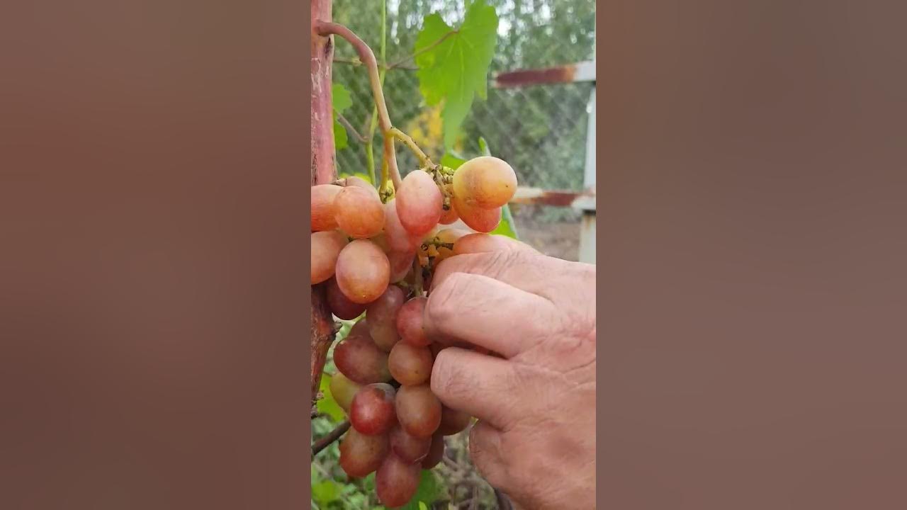 Кисти Пикассо на 07.09.21 - еще не дозрел, но уже очень вкусный. Голд Фингер на