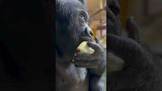 Sullys Favorite Snack To Taste? Onion Skins