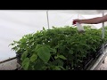 Frogeye Leaf Spot of soybean: culture and inoculation