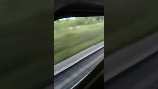 Иркутская тайга в окошке поезда.