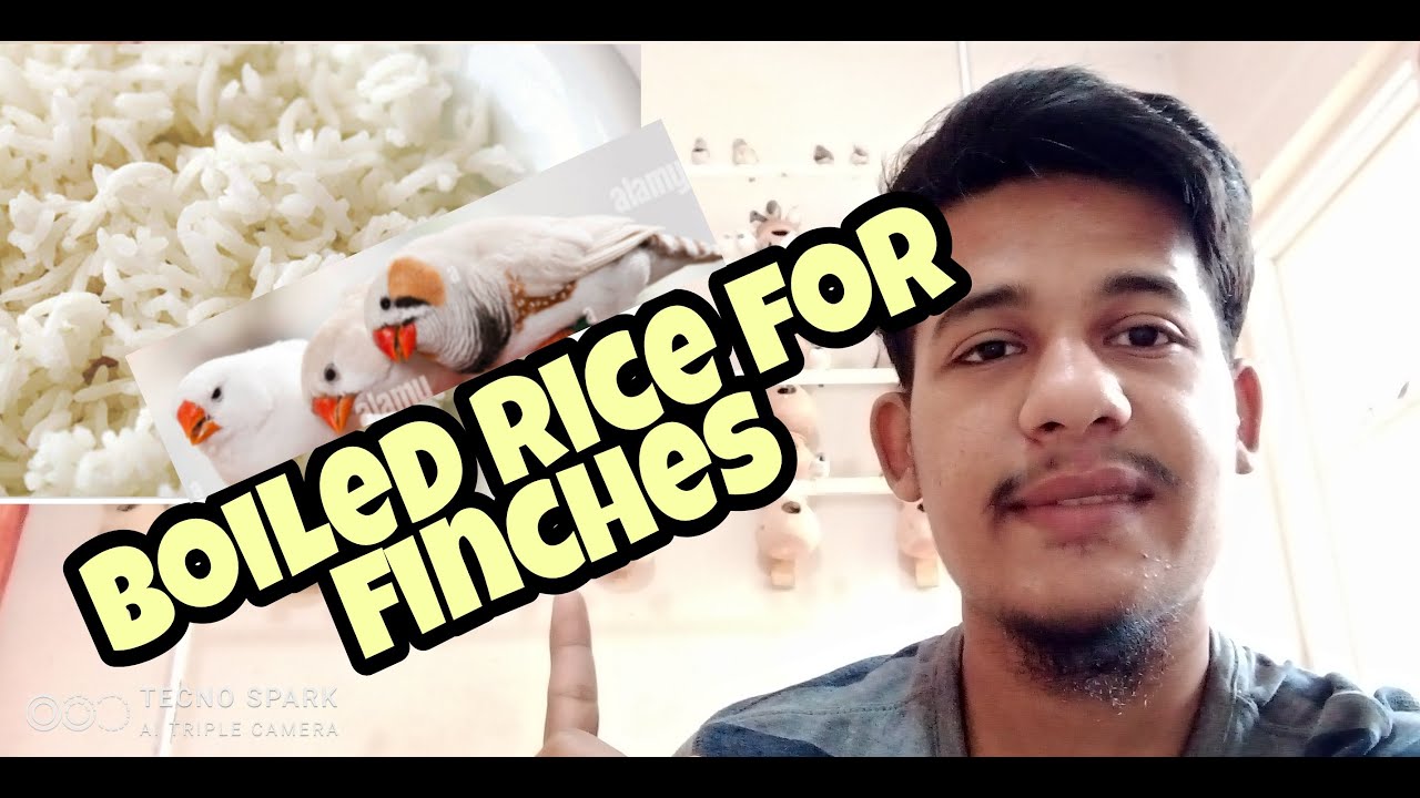 Boiled Rice for Finches best Protein Source 24th Vlog DZ Birds