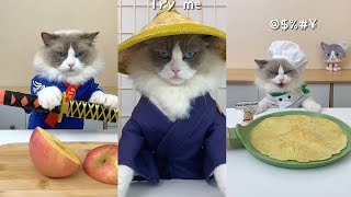 That Little Puff | Cats Make Food  | Kitty God & Others | TikTok 2024 #12