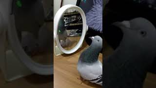 Mirror test..self awareness..Pigeons are one of the few birds who pass.