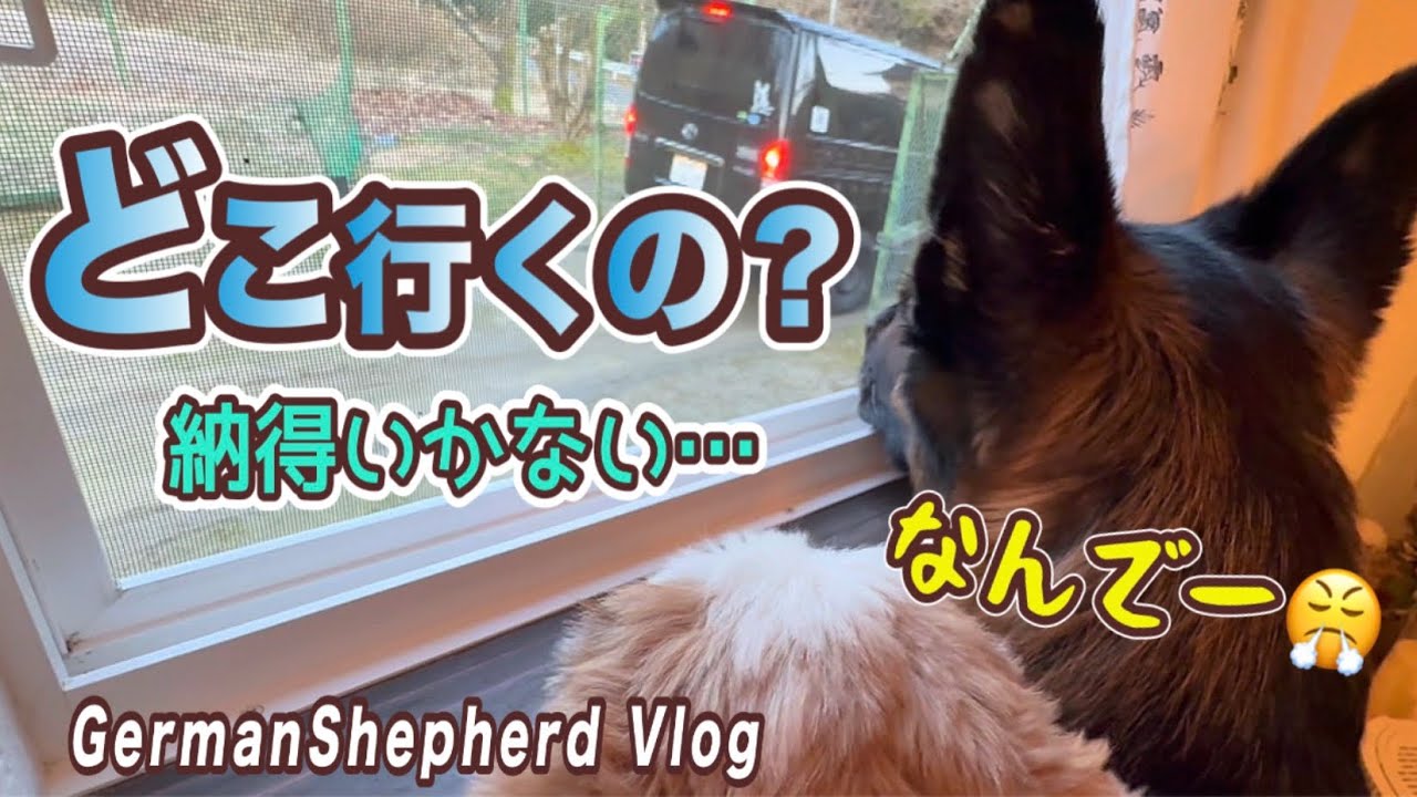 日曜日なのに置いてけぼり…納得いかない😡結局子守でクッタクタ😂【ジャーマンシェパード】