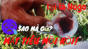 Câu cá lóc đồng bằng con mồi siêu ngon, Cá ăn nuốt tới bao tử -Sao gở ? snakehead fishing -Vinh Ròm