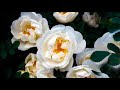 Beautifully chirping birds in white roses. Live village sounds for deep relaxation, sleep.