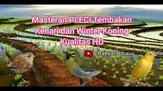 Masteran PLECI Tembakan Winter Koning Sambung Kenari Cocok Untuk Pleci Bahan