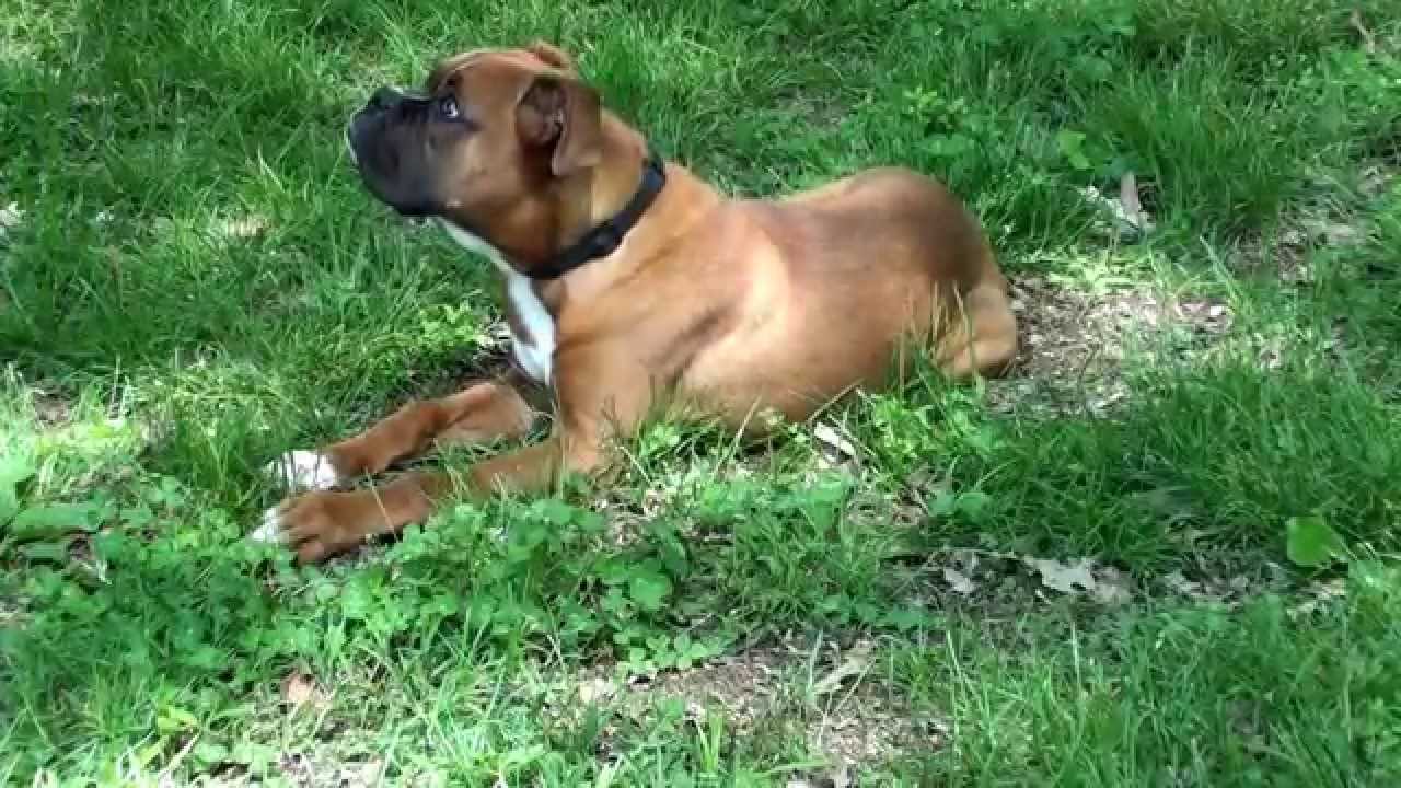 Guy Nashville Dog Trainer 072 Training A Boxer Puppy Obedience YouTube