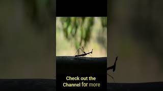 Interesting Facts About Mantises | #AnimalsandPets