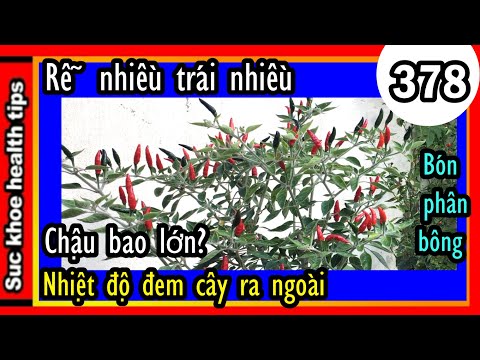 Video Cách làm cây ớt MẠNH KHỎE hơn TRÁI NHIỀU HƠN,#378... - youtube