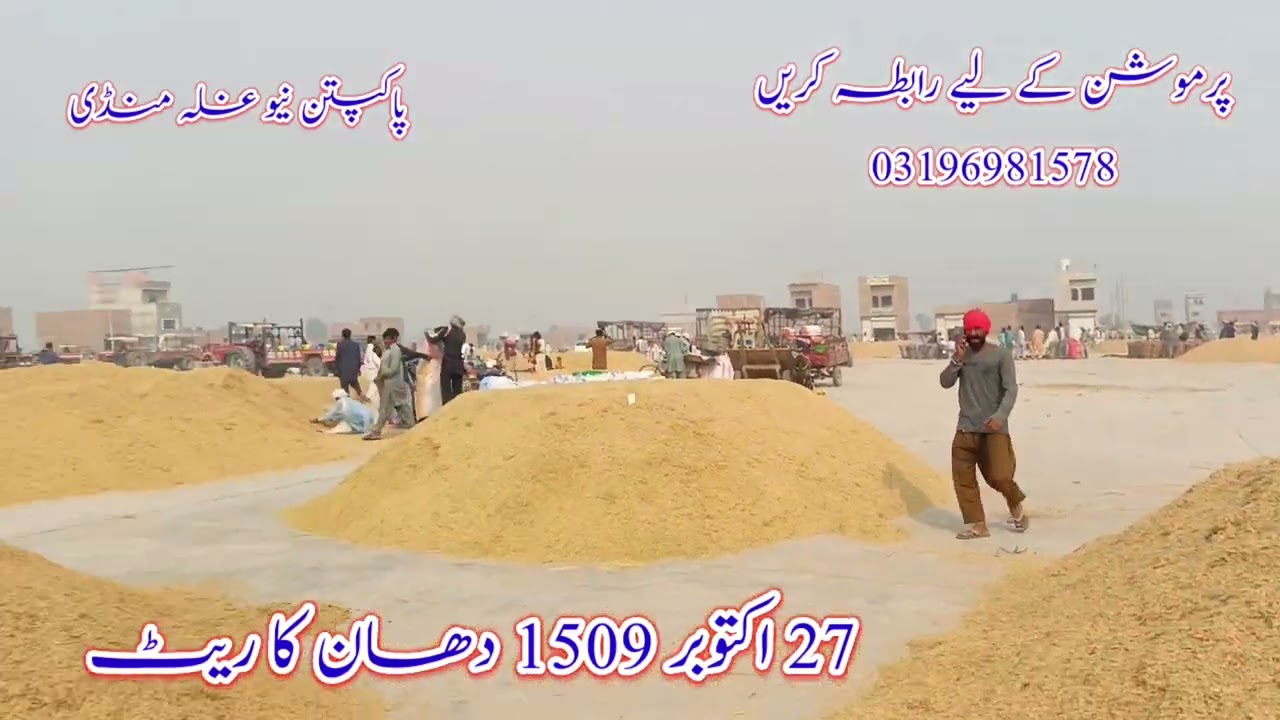 Rice Rate today | Galla Mandi updates today | Paddy rates | Ali Raza informer
