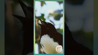Willie Wagtail’s Delightful Serenade - Dharug Country