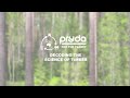 Decoding the science of timber