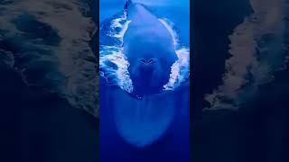 صوت الحوت الأزرق 