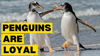 10 Interesting Facts About PENGUINS by Planet of Predators 727 views 2 months ago 3 minutes, 13 seconds