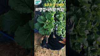 🌱정석대로 해야지! 4주차 김장배추 이렇게 커져요!⏳ #배추