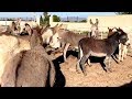 Decimo the donkey turned out in Franky's field - Easy Horse Care Rescue Centre