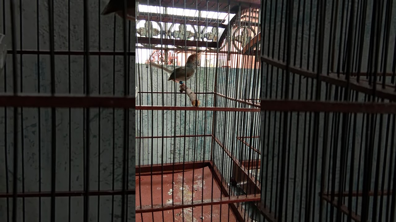 Prenjak kepala merah 
