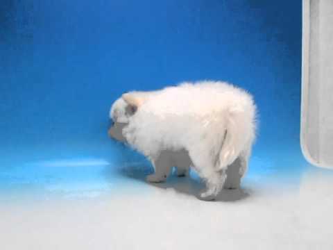 ワンラブ 名古屋市 ペットショップ ポメチー 26806