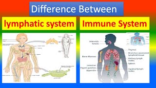 Difference Between Lymphatic System and Immune System