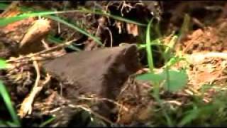 Lost.Tomb.of.Genghis.Khan_3.flv