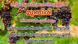 ഇങങന ചയതൽ മനതര നറയ കയകക Munthiri Krishi Malayalam
