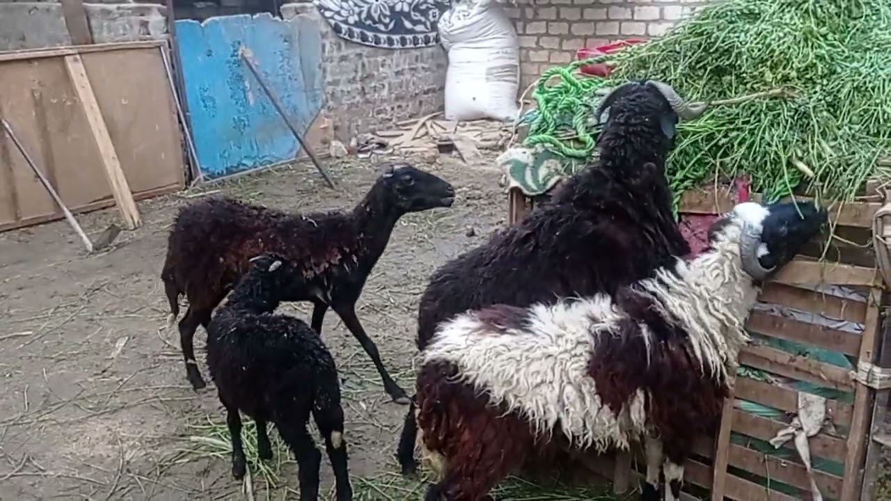 4 عروض احلا من بعض المعلم جمال 01113558541 ببلاش مركز اسنا خش وشوف بنفسك الاسعار 