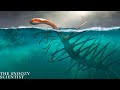 The Bizarre Creatures That Ruled Earth’s First Oceans
