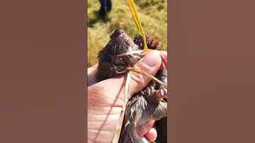 Bắt chuột lúa mới cắt ở miền tây