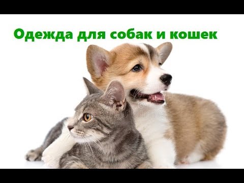 Одежда Для Животных & Зачем Животным Нужна Одежда. Ветклиника Био-Вет