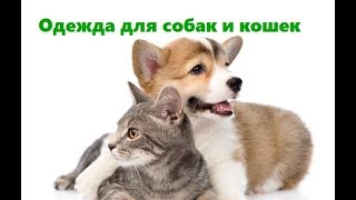 Одежда Для Животных & Зачем Животным Нужна Одежда. Ветклиника Био-Вет Одежда Для Животных & Зачем Животным Нужна Одежда. Ветклиника Био-Вет