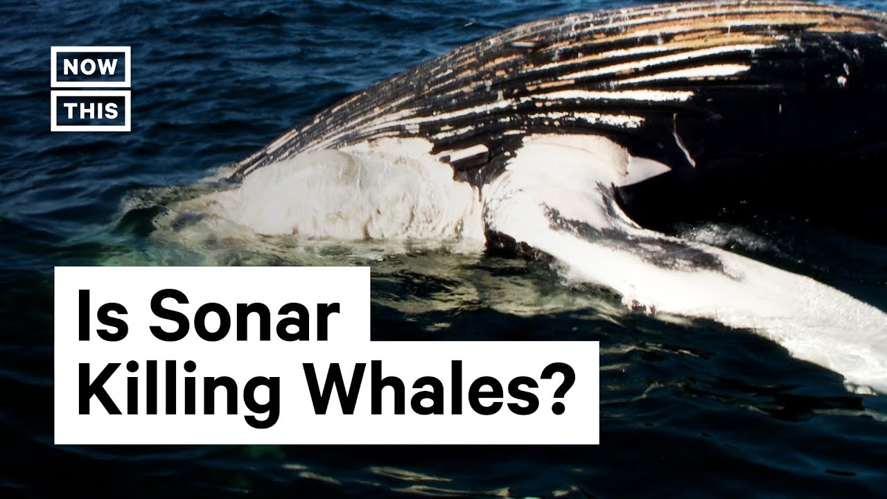 Is Sonar Responsible For The Deaths Of Whales YouTube Is sonar responsible for the deaths of whales youtube