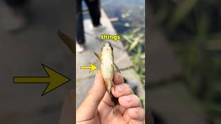 3 COOL Things From Japan That Are Amazing! 🤩🇯🇵