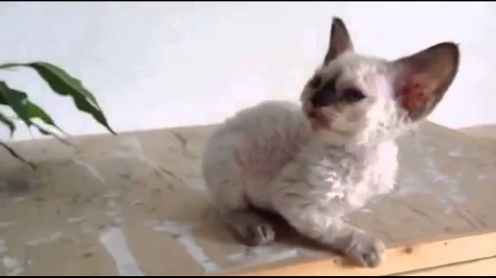 Watch the video about Super Cute Devon Rex Kitten! Kawaii! | Allevamento Cuccioli | Gatto Devon Rex | Milano